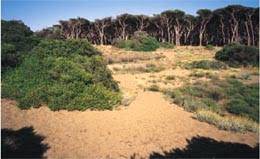 Parco Naturale Costiero di Rimigliano